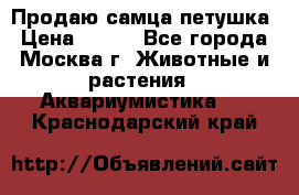 Продаю самца петушка › Цена ­ 700 - Все города, Москва г. Животные и растения » Аквариумистика   . Краснодарский край